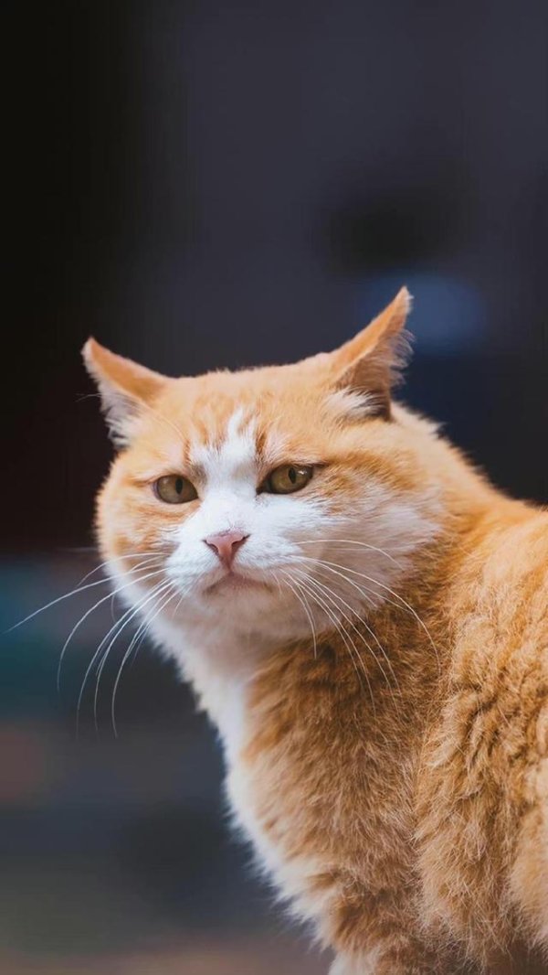 中国人为啥不吃猫肉？李时珍早把话说透，古人试错后集体放弃
