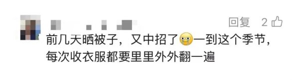 深圳男子一觉醒来枕巾长“多肉” ，当事人：问了AI称是佛珠吊兰，“捏爆了才知道是臭屁虫卵”
